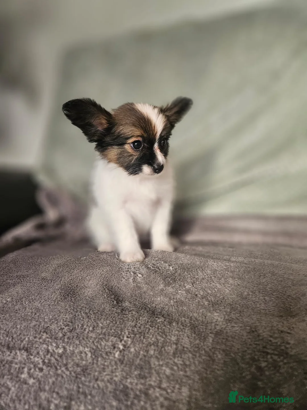 Papillon dogs for sale: Papillon puppy girls - Advert 8