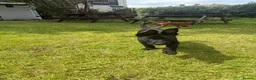 Belgian Shepherd Dog dogs for sale: RARE BLACK&BROWN BELGIAN MALINOIS PUPPIES - Advert 10