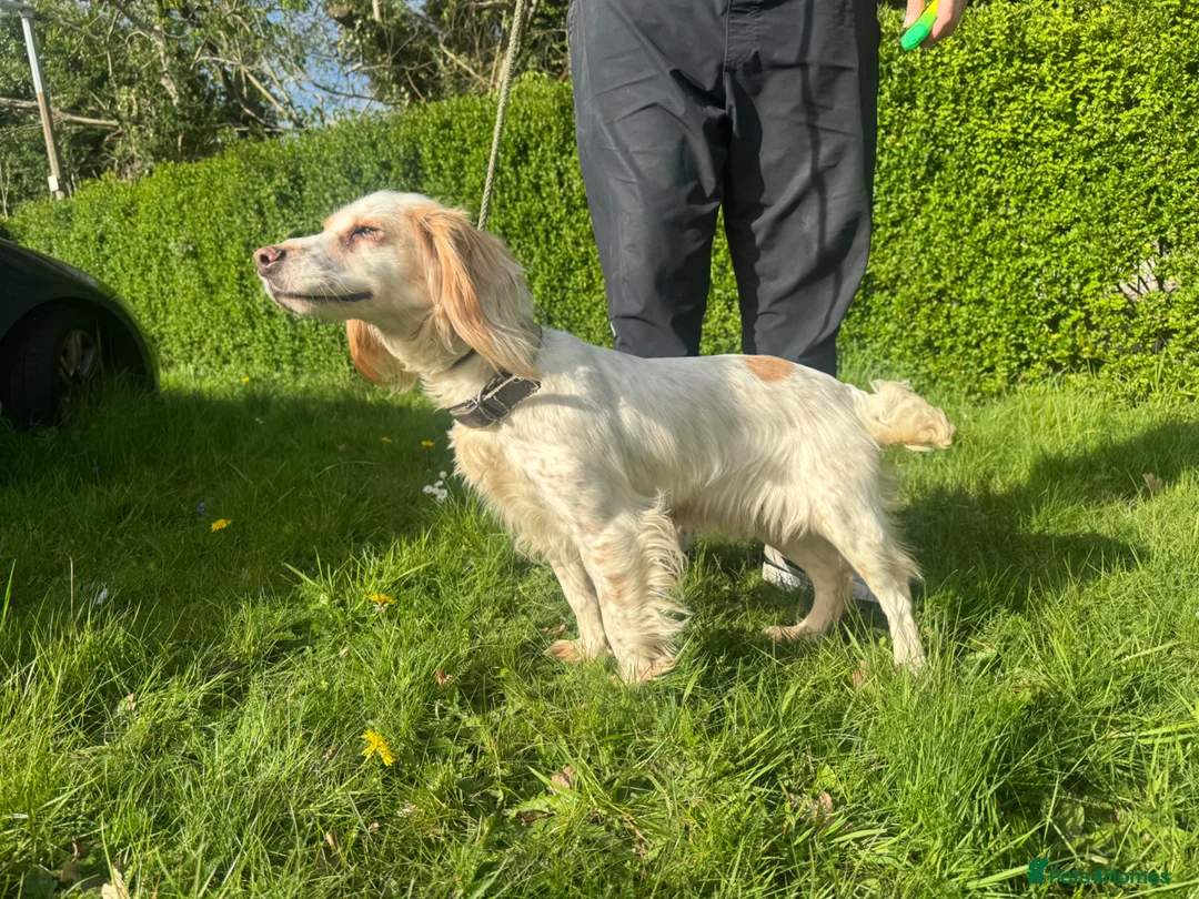 Cockapoo dogs for sale: Cockerpoo pup - Advert 4