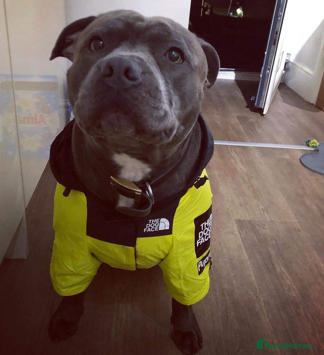 Staffordshire Bull Terrier dogs for sale:  Staffy Puppies 🐶  - Image 15