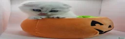 Scottish Fold cats for sale: Beautiful TICA Registered Scottish Fold Kittens - Advert 4