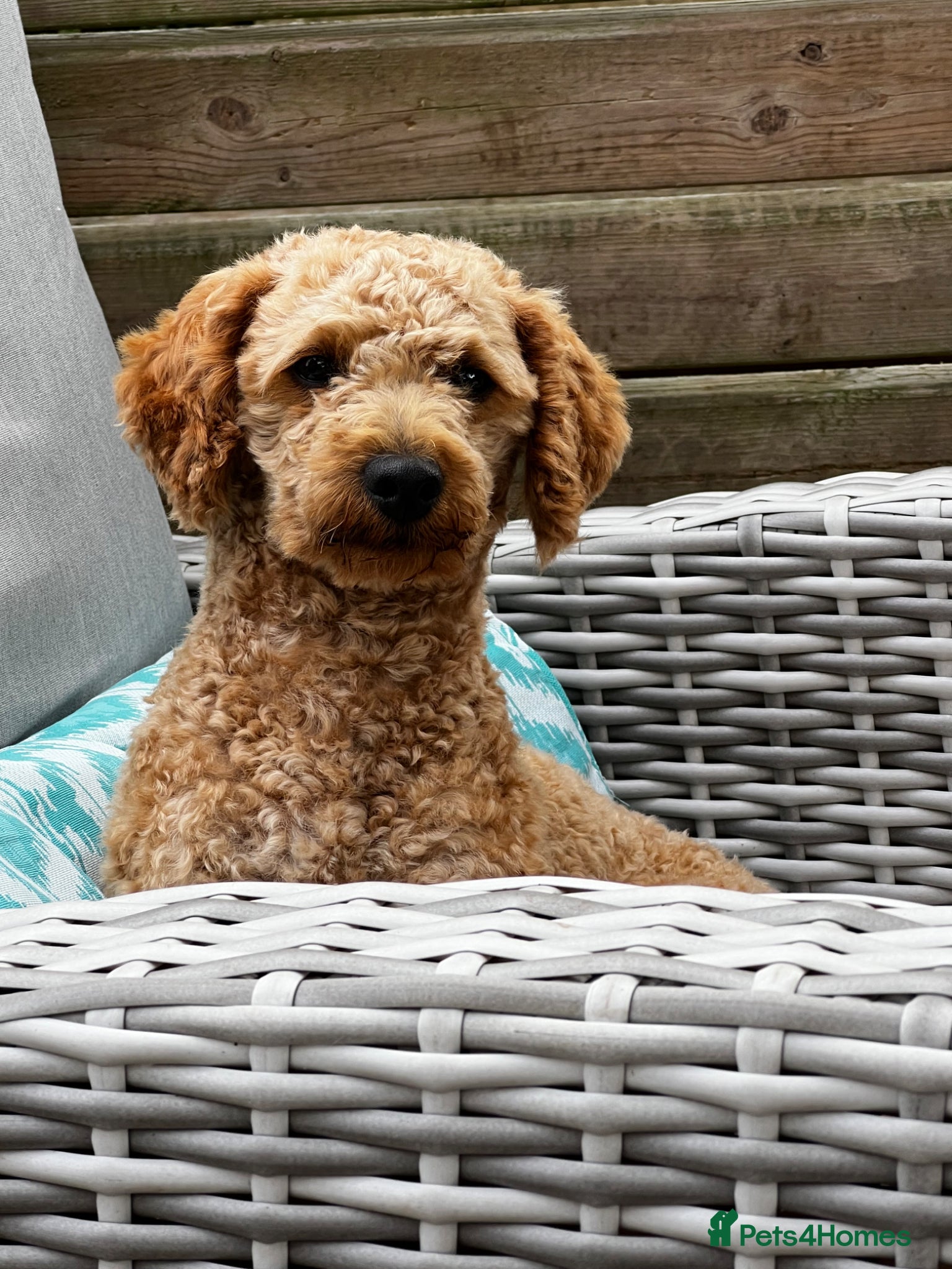 Labradoodle dogs KC Reg TOY POODLE Stud Dog DNA Tested Somerset - Advert 3