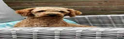 Labradoodle dogs for stud: KC Reg TOY POODLE Stud Dog DNA Tested Somerset - Advert 7