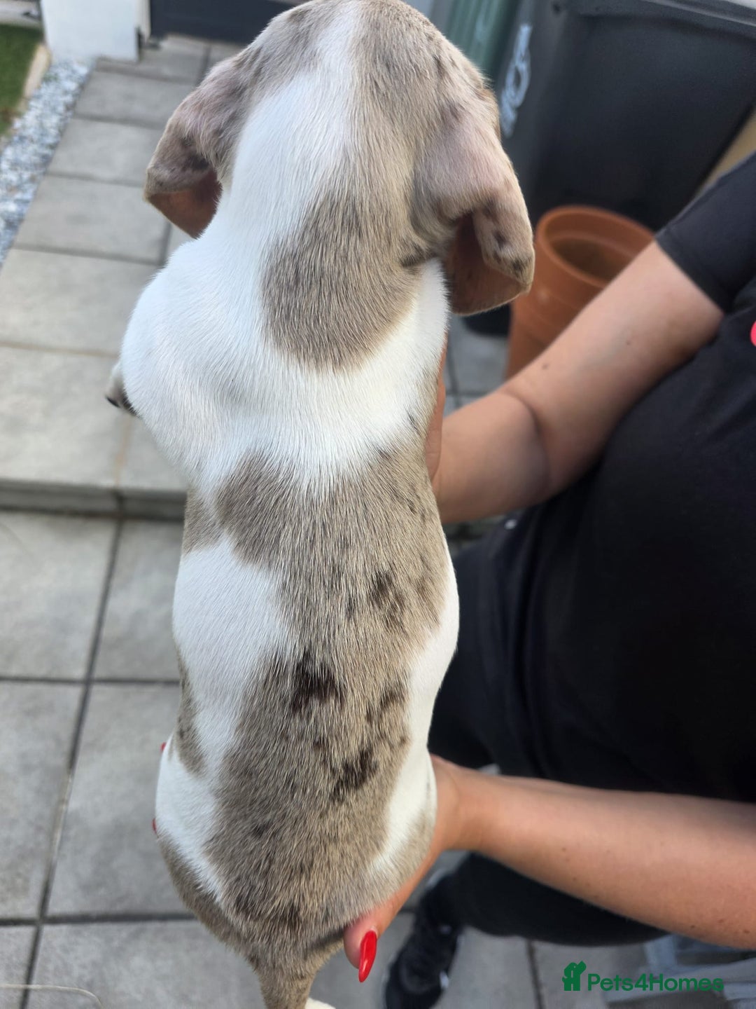 Dachshund dogs for sale: Beautiful piebald and dapple dachshund puppies  - Image 6