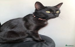Mixed Breed cats for sale: Beautiful Female Cat - Image 3