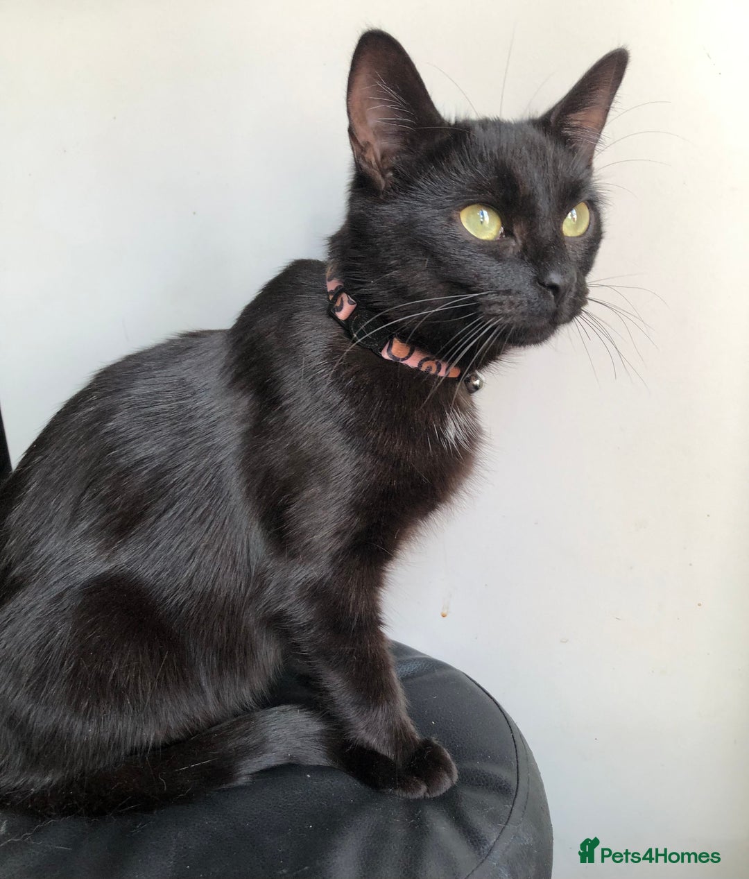 Mixed Breed cats for sale: Beautiful Female Cat - Image 3