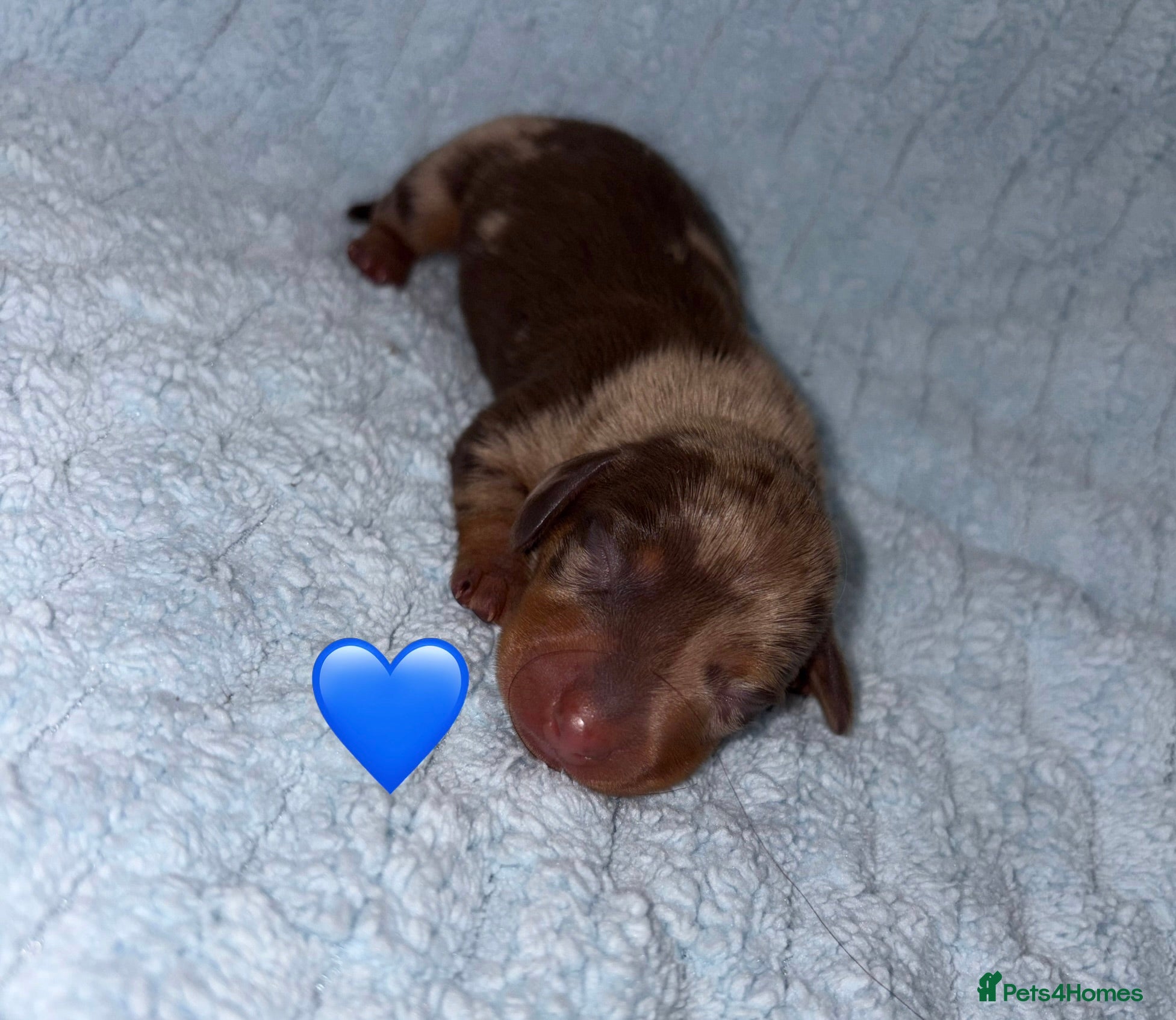 Miniature Dachshund dogs 3 Stunning Miniature Dachshund Puppies Left - Advert 12