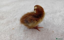 Quail poultry for sale: Coturnix, Celadon and Chinese Painted Quail Chicks - Image 12