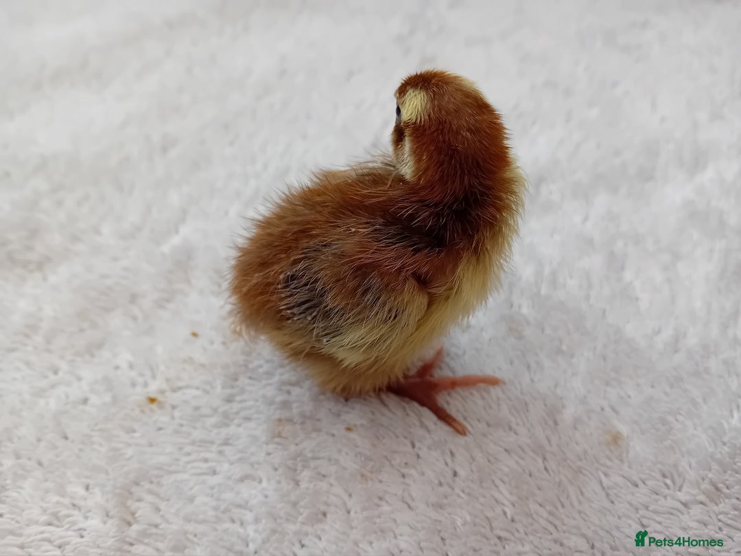 Quail poultry for sale: Coturnix, Celadon and Chinese Painted Quail Chicks - Image 12