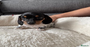 Miniature Dachshund dogs - Advert 2