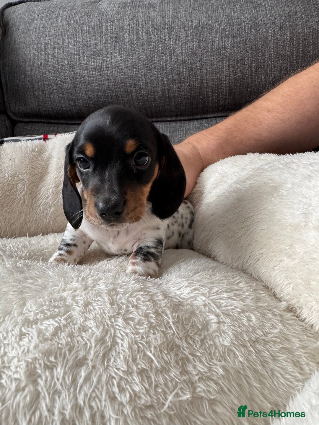Miniature Dachshund dogs for sale: Adorable Miniature Dachshund Puppies  - Image 2