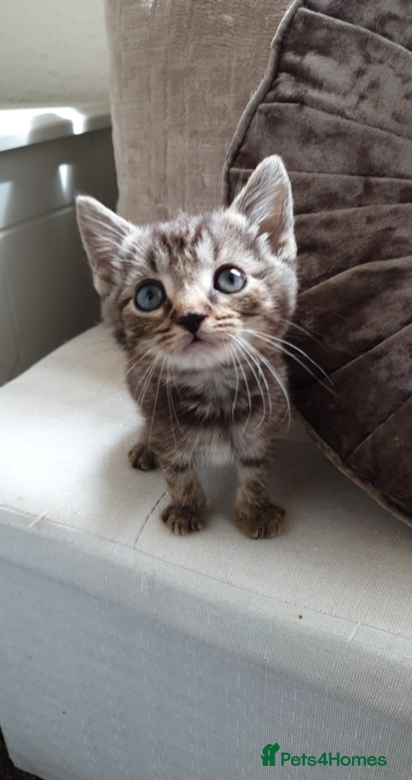 Mixed Breed cats Ragdoll X Kittens - Advert 6