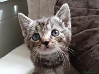 Mixed Breed cats Ragdoll X Kittens - Advert 6