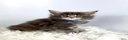 Maine Coon cats for sale: ✨7 Gorgeous Pure Breed Maine Coon Kittens✨ - Advert 14