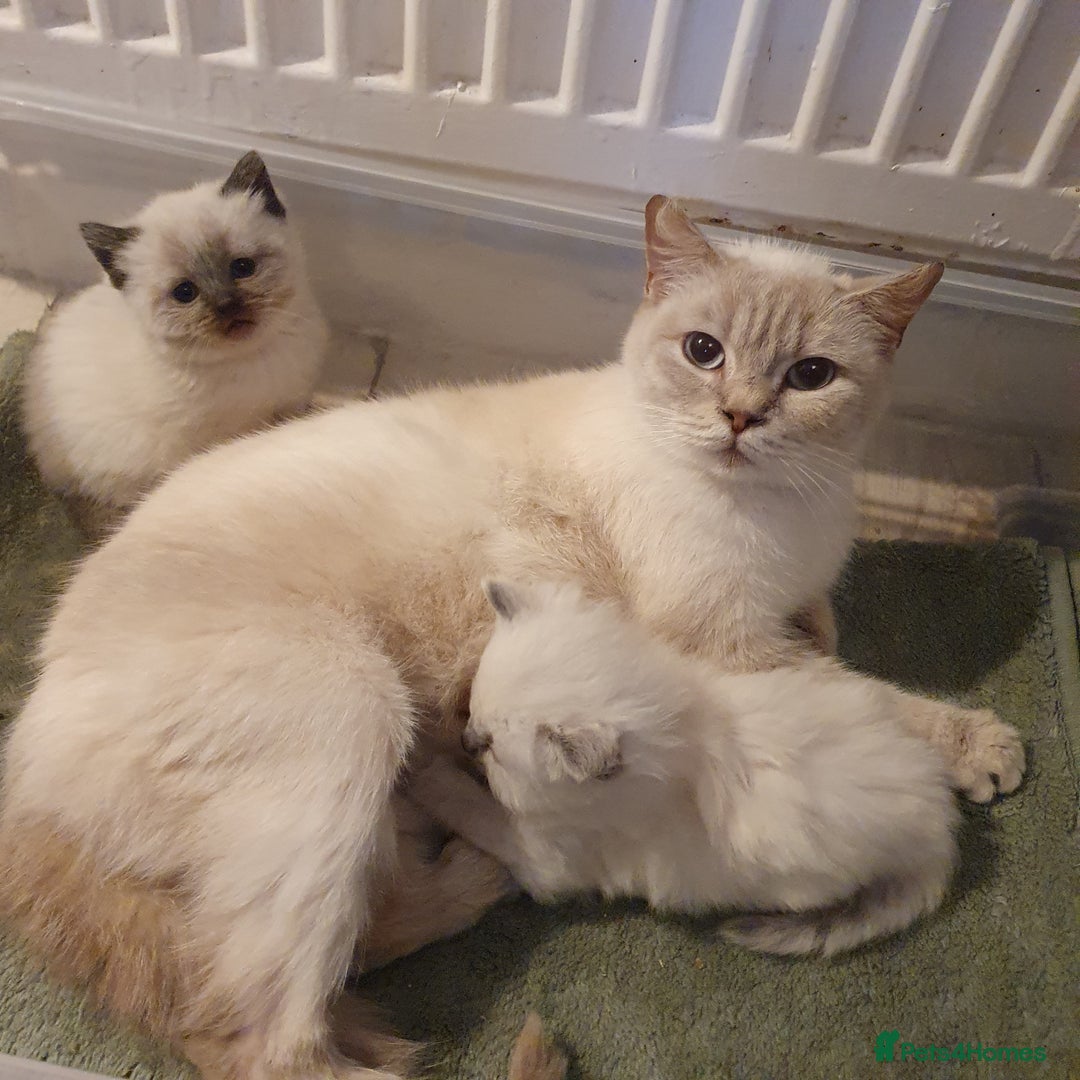 Ragdoll cats for sale: Ready now x - Advert 5