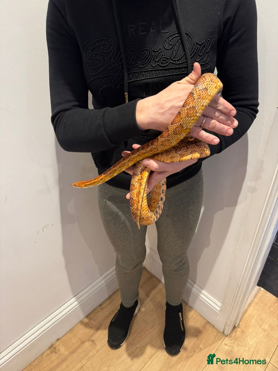 Corn Snake reptiles for sale: Beautiful, friendly corn snake and 6ft set up - Advert 3