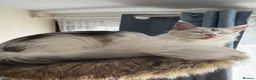 Maine Coon cats for sale: 🐾 Maine Coon Girl Looking for Her Forever Home🐾  - Advert 3