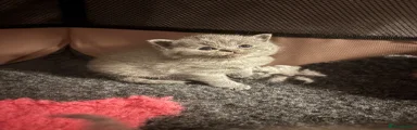 British Shorthair 1