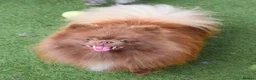 Pomeranian dogs for sale: Chocolate male pom - Advert 5