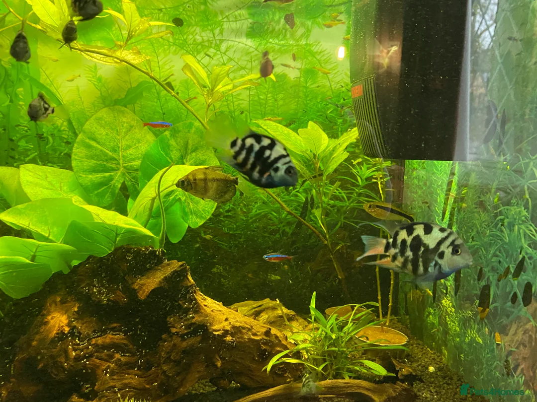 Other/Mixed Breed fish for sale: Blue Parrot Parents (x2) and Young (up to 20) in Heathfield - Advert 2