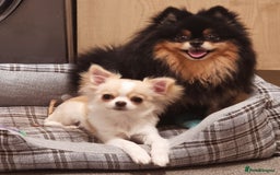 Chihuahua dogs for sale: Cream Chihuahua and pomeranian for sale - Image 9