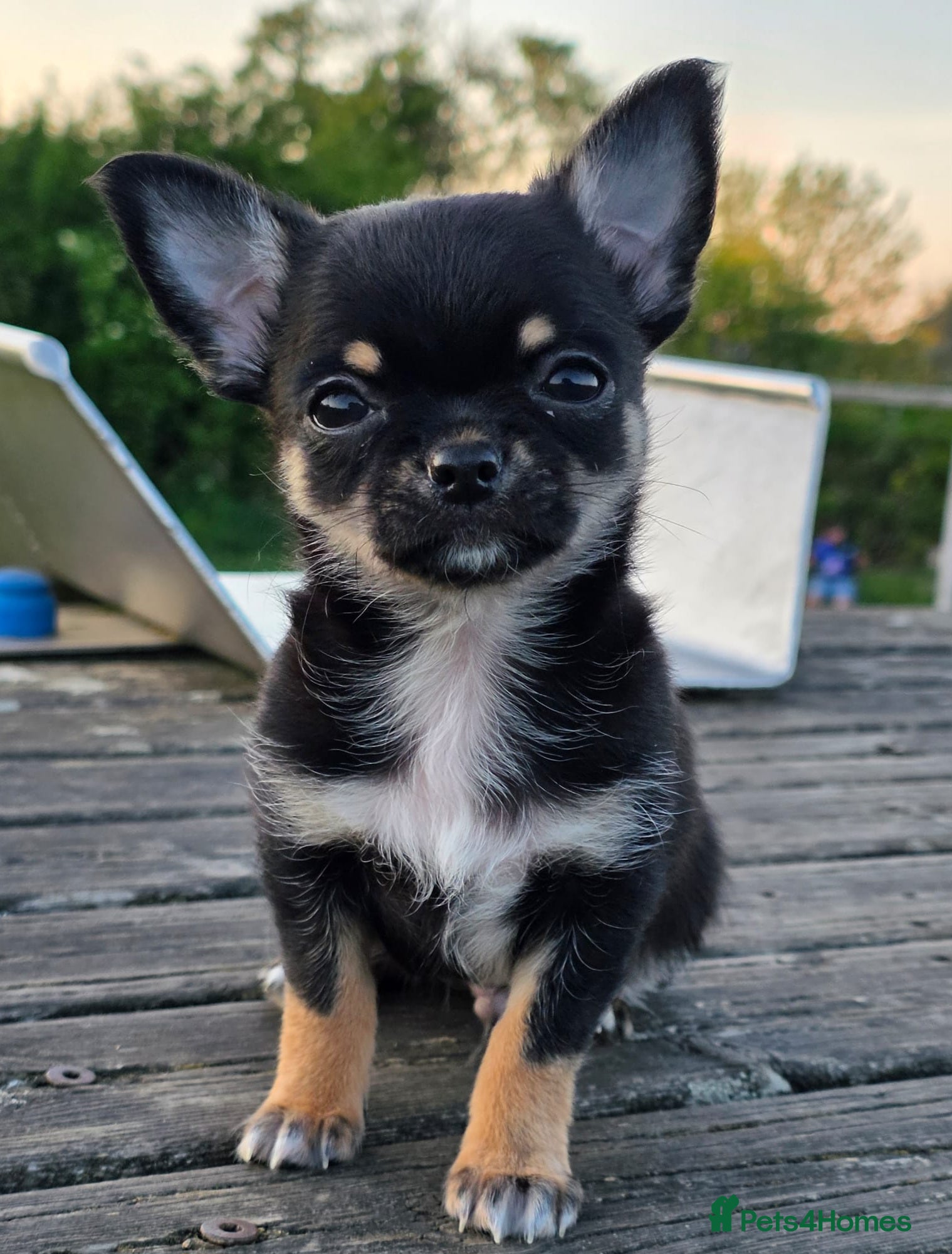 Chihuahua dogs 10 weeks old boys Chocolate Chihuahuas   - Advert 1