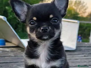 Chihuahua dogs 10 weeks old boys Chocolate Chihuahuas - Advert 1