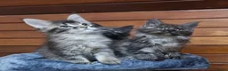 Maine Coon cats for sale: GCCF Pedigree Maine Coon Kittens  - Advert 19