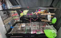 Budgerigars birds for sale: 2x budgies - Image 5