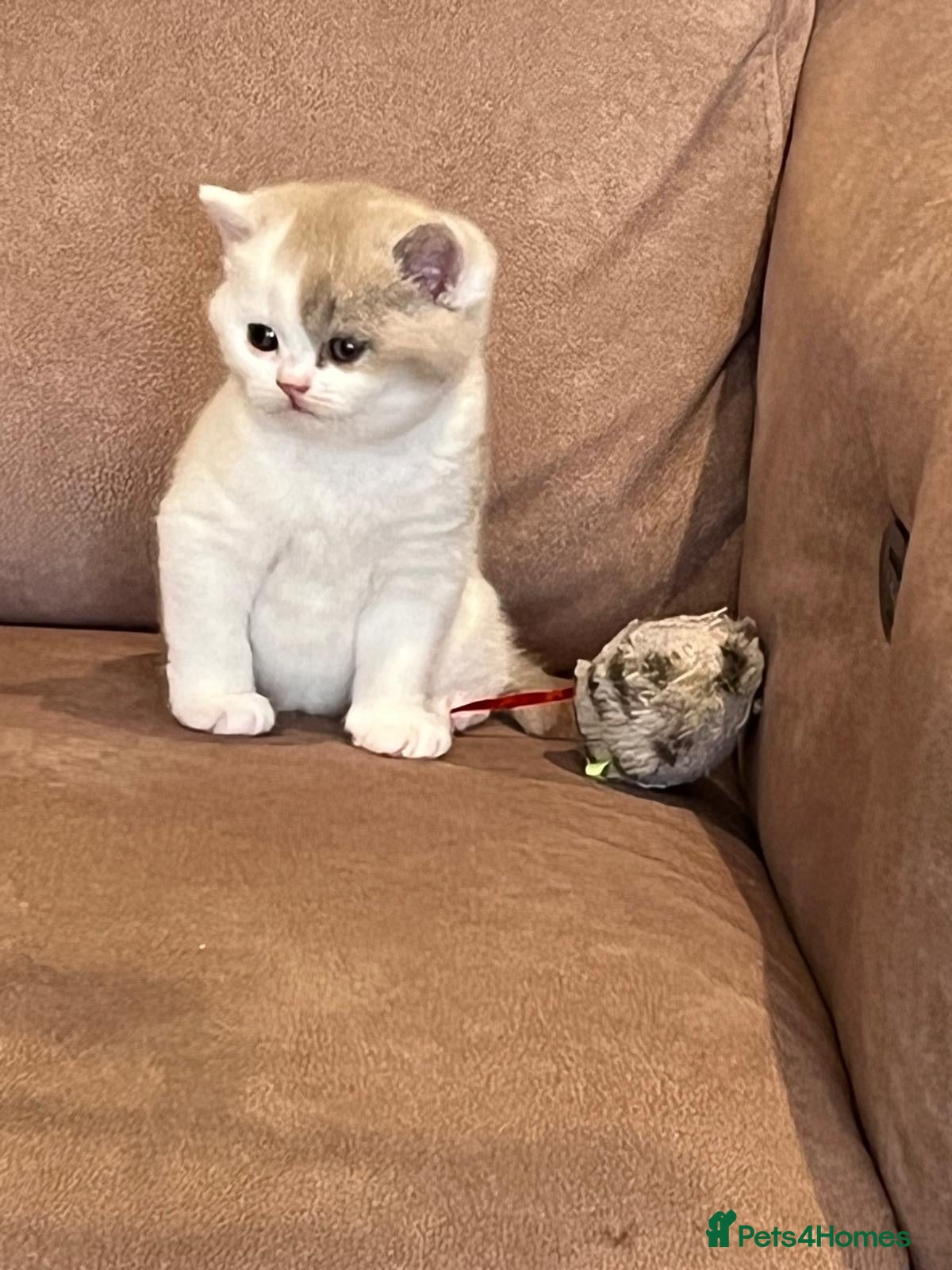 British Shorthair cats 🐾 Beaut Pedi Blu/Wht BSH Boys 1 Lilac girl 🐾 - Advert 2