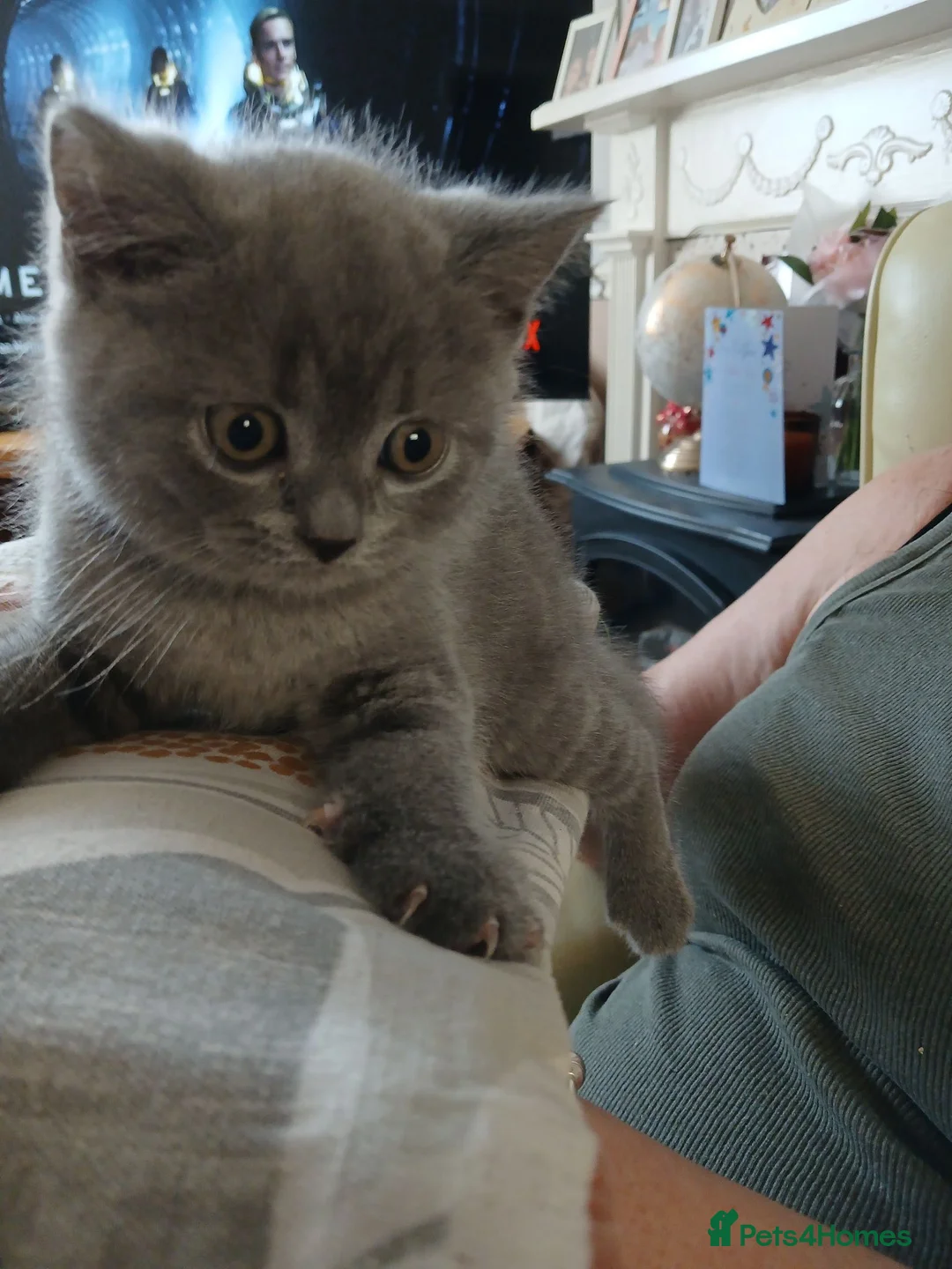 Brazilian Shorthair cats for sale: Full pedigree British Shorthair kittens for sale  - Advert 2