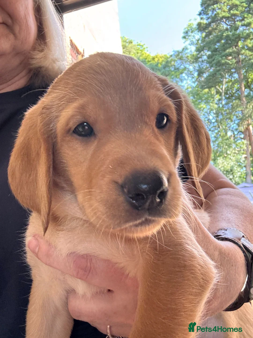 Labrador Retriever dogs for sale: Something a bit special in Horsham - Advert 3