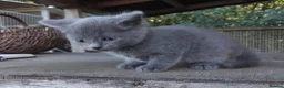 Mixed Breed cats for sale: Part British Short-hair Blue & Blue/White Kittens. - Advert 8