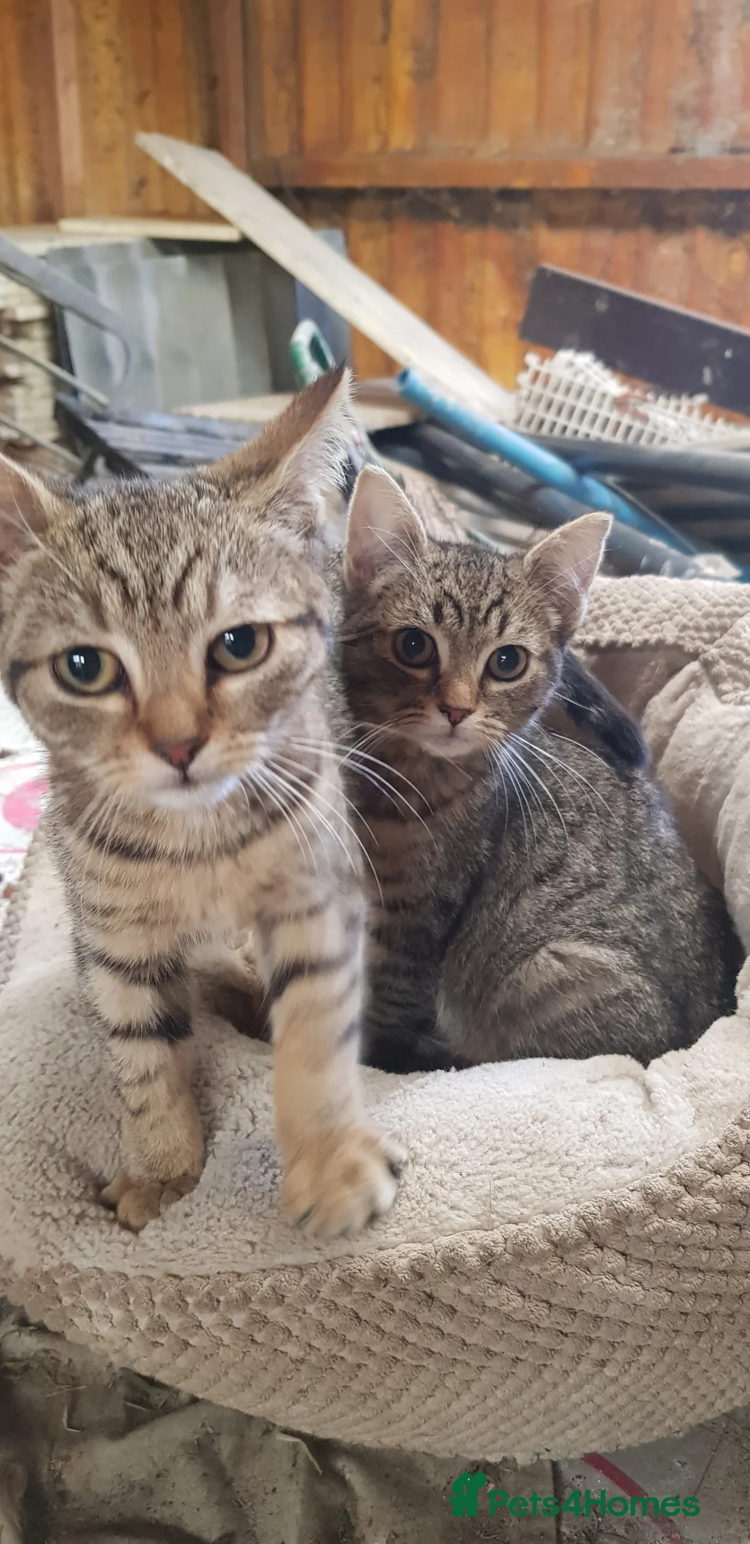 Mixed Breed cats for sale: 2 female tabby kittens  - Advert 2