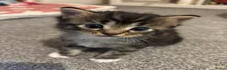 Mixed Breed cats for sale: Grey tabbies for sale - Advert 3