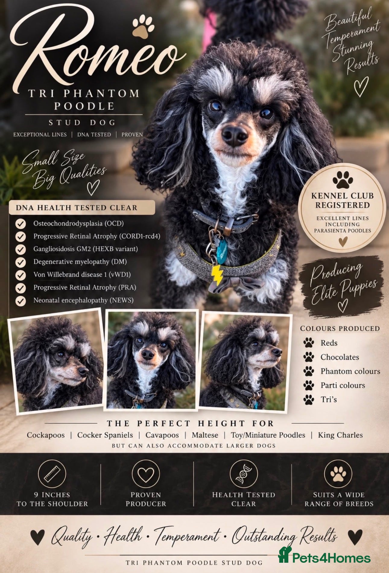 Toy Poodle dogs GRANDSON OF RICO! Health tested KC Toy Poodle Stud - Advert 12