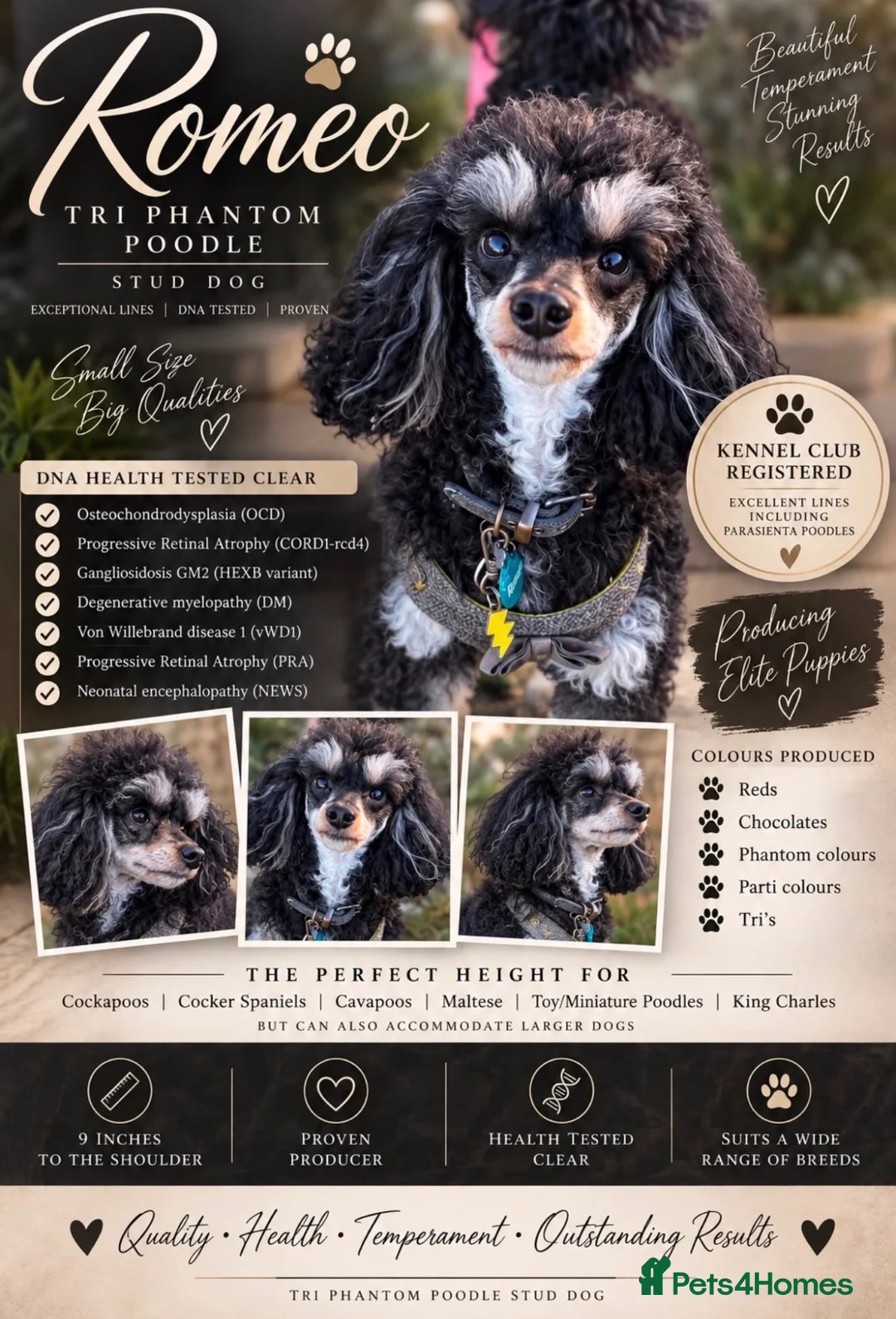 Toy Poodle dogs for stud: GRANDSON OF RICO! Health tested KC Toy Poodle Stud - Advert 1