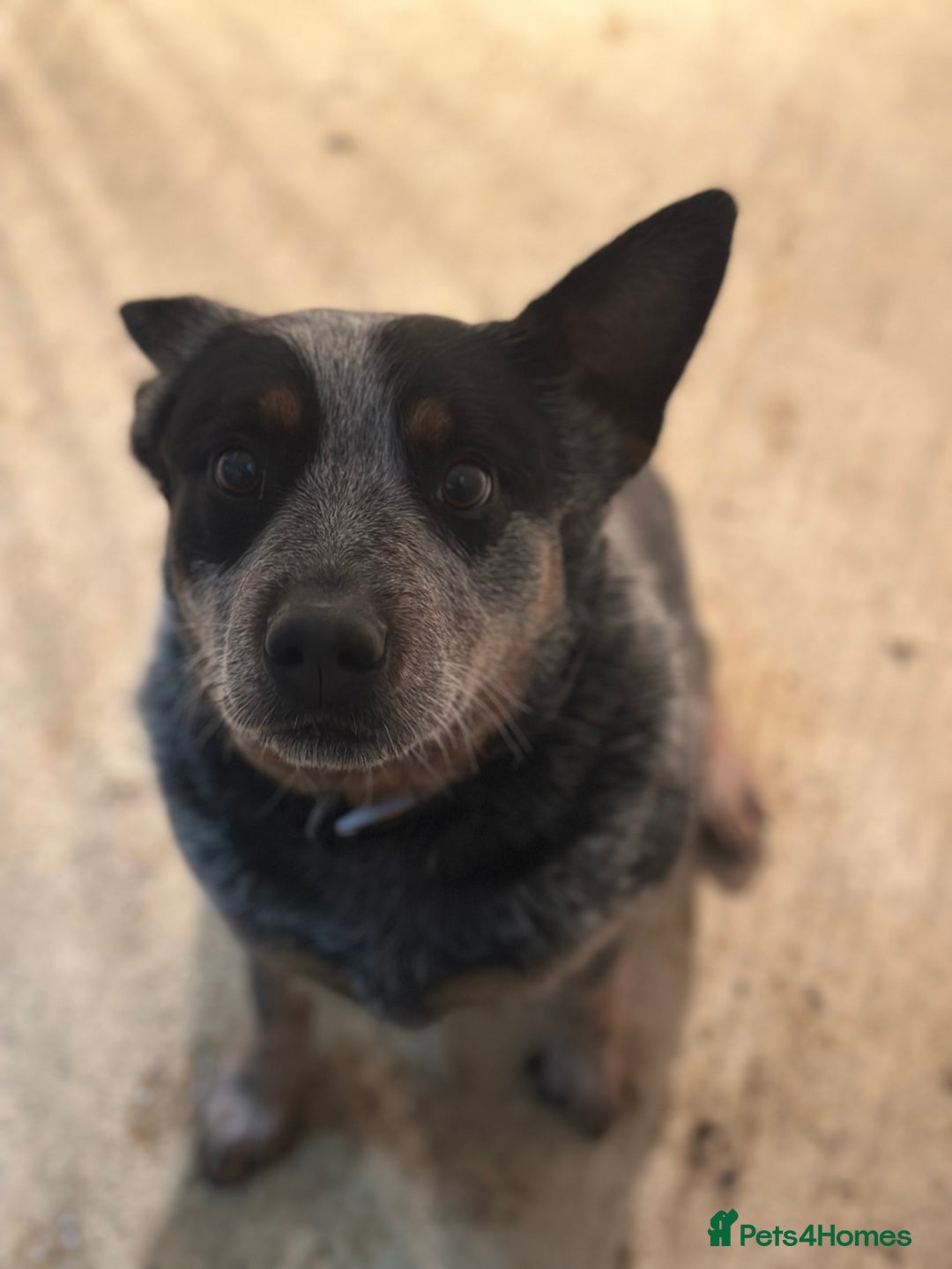 Australian Cattle Dog dogs for sale: Absolutely stunning litter!! - Advert 8