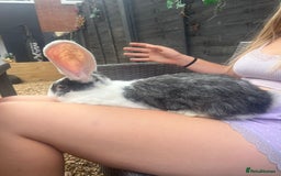 Continental Giant rabbits for sale: Free mum,& baby continental giants to good homes  - Image 2