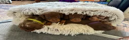 Miniature Dachshund dogs for sale: 3 smooth-haired miniature dachshunds in Coulsdon - Advert 7