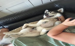 Pomsky dogs for sale: Beautiful pomsky - Image 5
