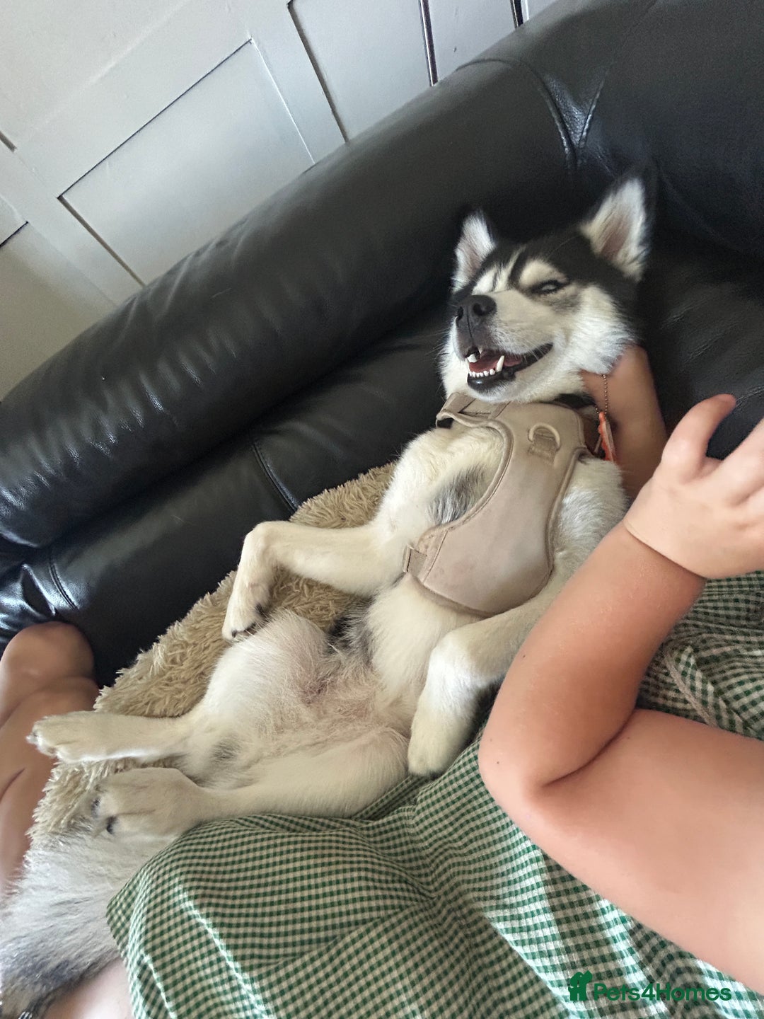 Pomsky dogs for sale: Beautiful pomsky - Image 5
