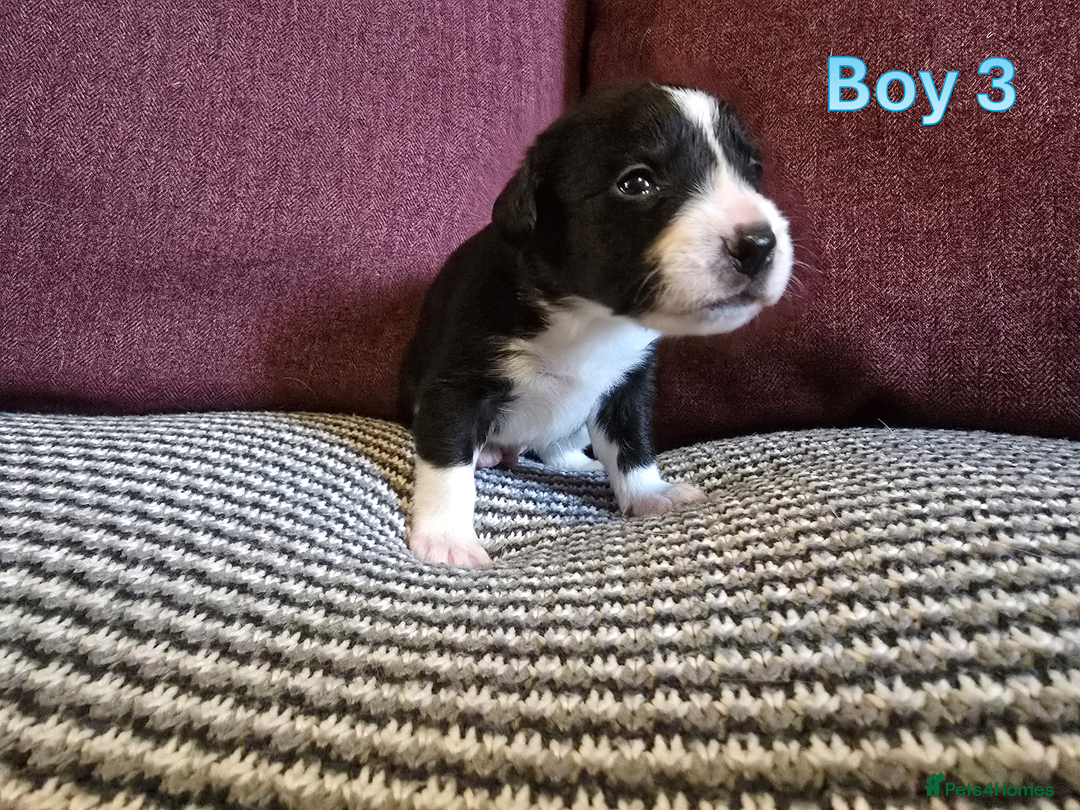 Sprollie dogs for sale: Sprollie Puppies - Image 12