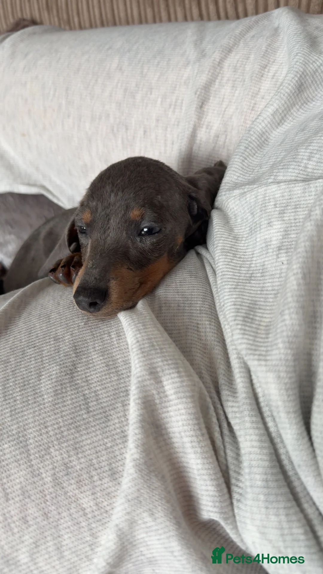 Miniature Dachshund dogs for sale: Penny  - Advert 5
