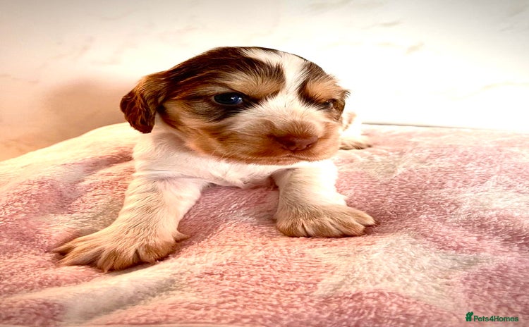 Cocker Spaniel dogs - Advert 2