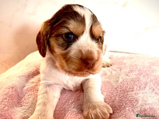 Cocker Spaniel dogs - Advert 1