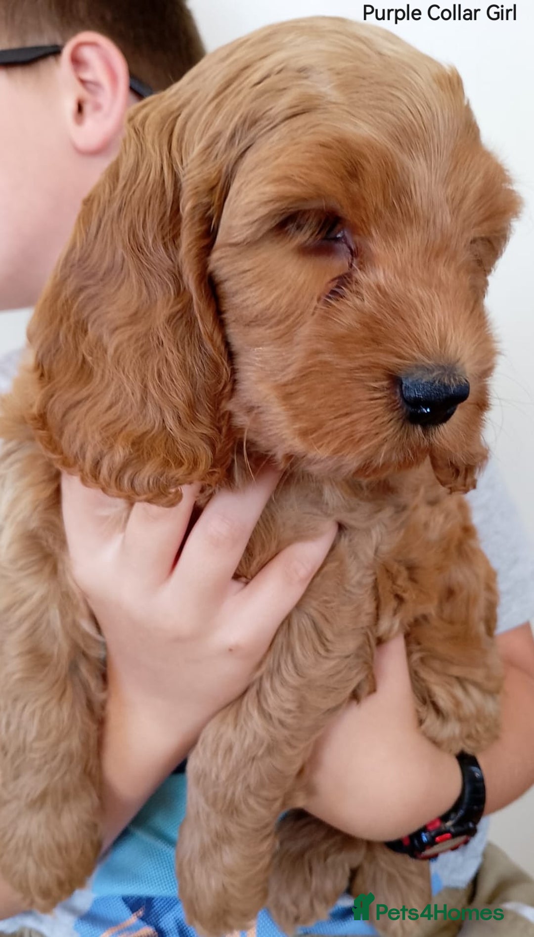 Cockapoo dogs for sale: Stunning F1 Red Miniature - Health Tested Parents - Image 7
