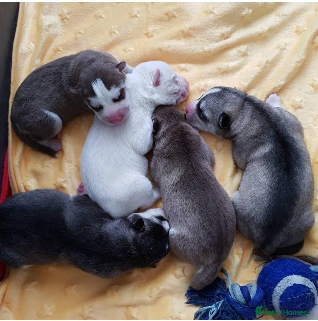 Siberian Husky dogs for stud: *STUD* - Advert 4