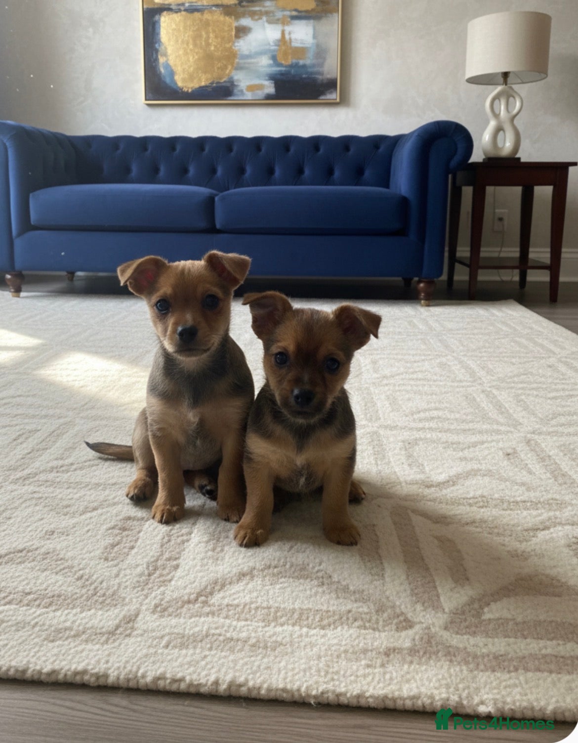 Chorkie dogs Only 3 left tiny chorkies 9 weeks old vaccinated  - Advert 16