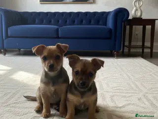 Chorkie dogs Only 3 left tiny chorkies 9 weeks old vaccinated - Advert 16